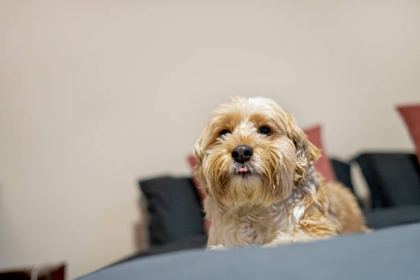 istock A Goldendoodle dog is lying on the bed. 2170067197