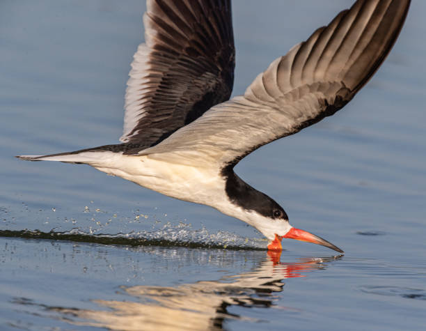 istock Skimming the Water - Black Skimmer in Irvine, CA 2170067402