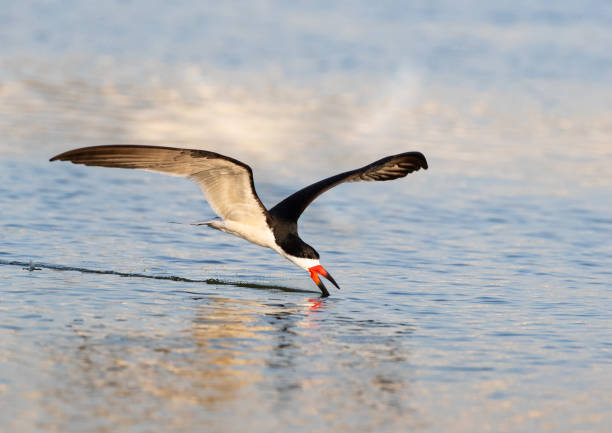 istock Black Skimmer in Action - Irvine, CA 2170067411