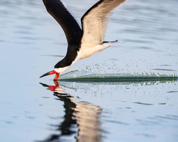istock Black Skimmer in Irvine, CA 2170067428