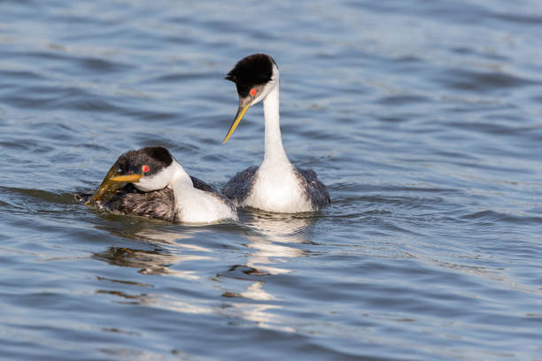 istock Playing Hard to Get - Western Grebes in Irvine, CA 2170067445