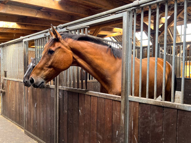 istock Beautiful horses standing in a wooden stall. 2170071808
