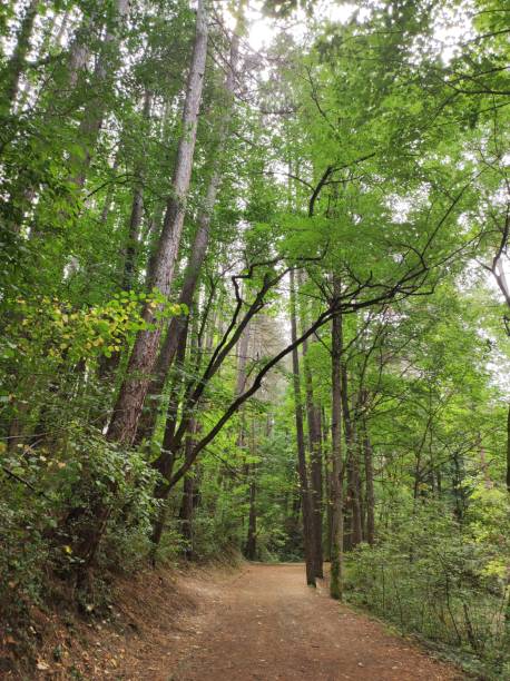 istock Green forest with footpath and inclined tree 2170071844