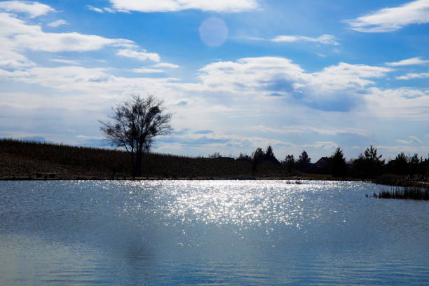 Tree silhouette by the lake at the cloudy sunset