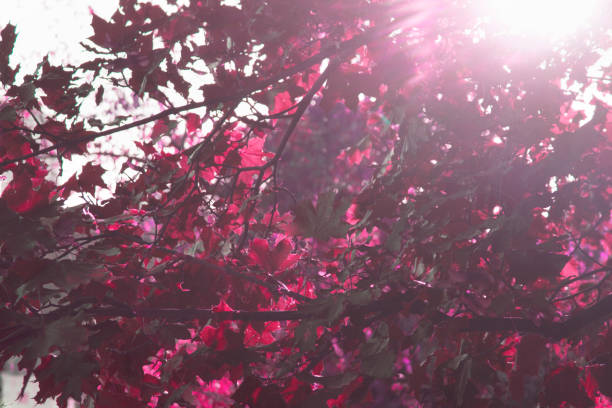 Beautiful red tree leaves against sunlights abstract spring background
