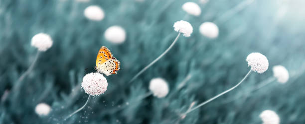 istock Orange small butterfly on white flowers. Natural magical image. 2170075605
