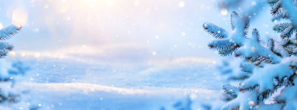 istock Winter scene. Snow-covered fir branches in sunlight 2170076422
