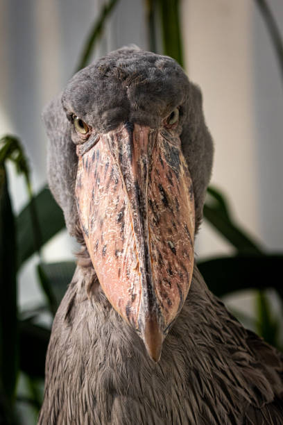 istock Shoebill, a large, unique bird native to Africa. 2170076996