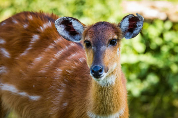 istock Sitatunga, a semi-aquatic antelope native to West Africa. 2170077041