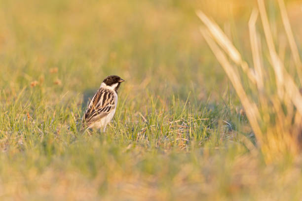 istock Male Pallas's Bunting (Emberiza pallasi lydiae) foraging on the ground. 2170079114