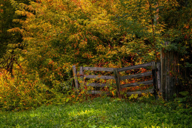 istock Beautiful autumn forest landscape 2170083643