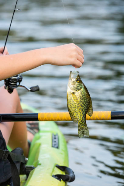 Crappie Caught While Kayak Fishing
