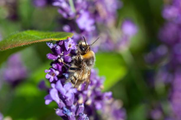 istock Heath humble-bee, Bombus jonellus, on a flower 2170084684