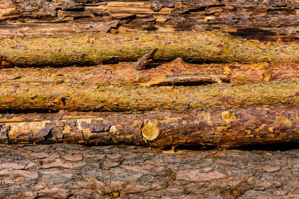 Background of many tree logs. Wooden pattern