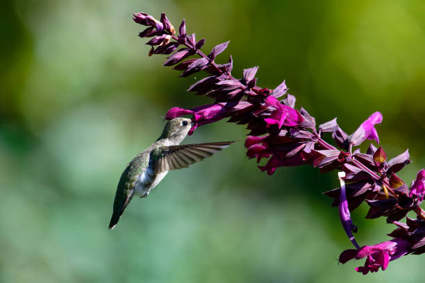 istock Anna’s Hummingbird Hatley Castle, Victoria, BC Canada 2170084712