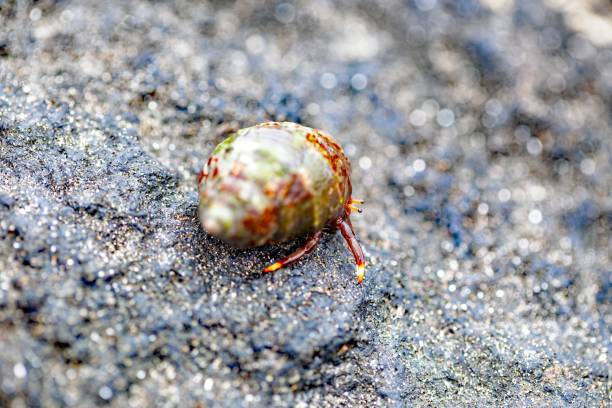 A hermit crab, Clibanarius aequabilis, with a shell on a rock.