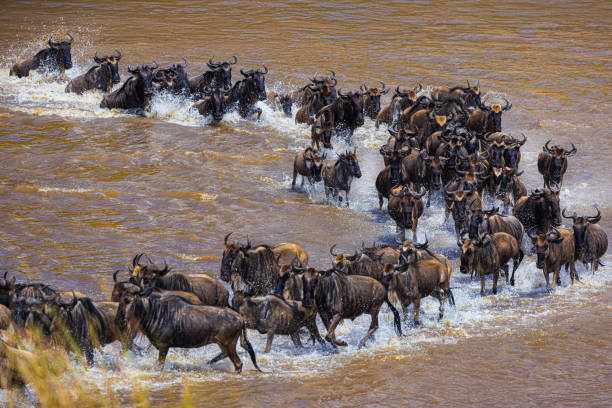 The Great Wildebeest Migration: Crossing the River