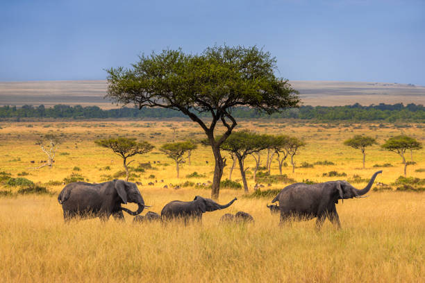 istock Elephants Strolling on the Savanna 2170086359
