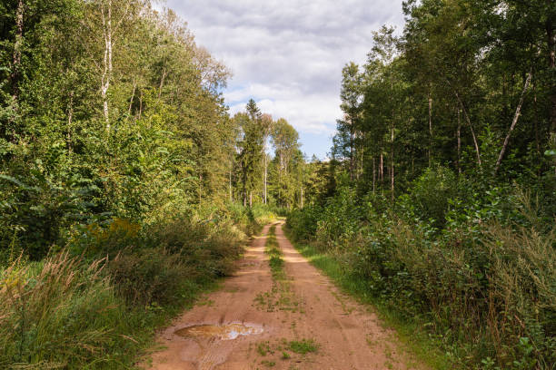 istock A damp, sandy dirt road with puddles and vehicle tracks runs through a dense deciduous forest. Summer landscape in the evening with long shadows from the trees 2170086763
