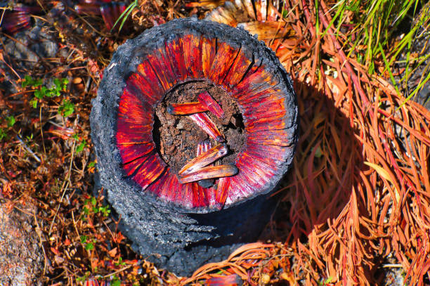 Abstract red round pattern, formed by the stump of a trunk of an Australian grass tree, Xanthorrhoea sp, damaged by fire, in the south of Western Australia