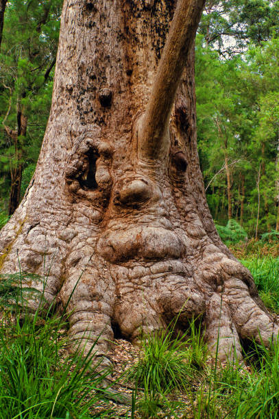 Trunk and roots of a giant red tingle (eucalyptus jacksonii), looking like a face with eyes, mouth and a long nose, in Valley of the Giants, Walpole, Western Australia.