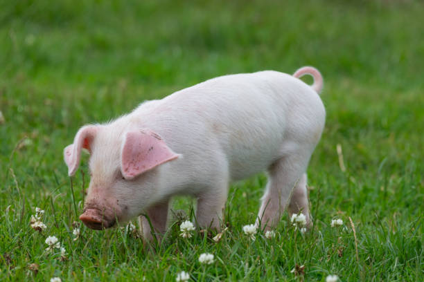 Portrait of a British Landrace piglet