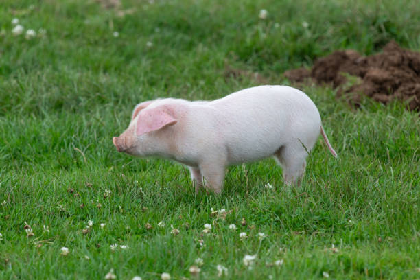 Portrait of a British Landrace piglet