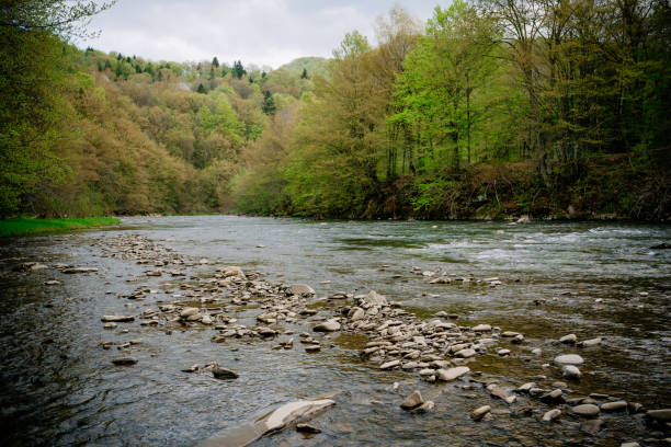 Wild river. Clear water. Top water, stream Solinka. Bieszczady Mountains.