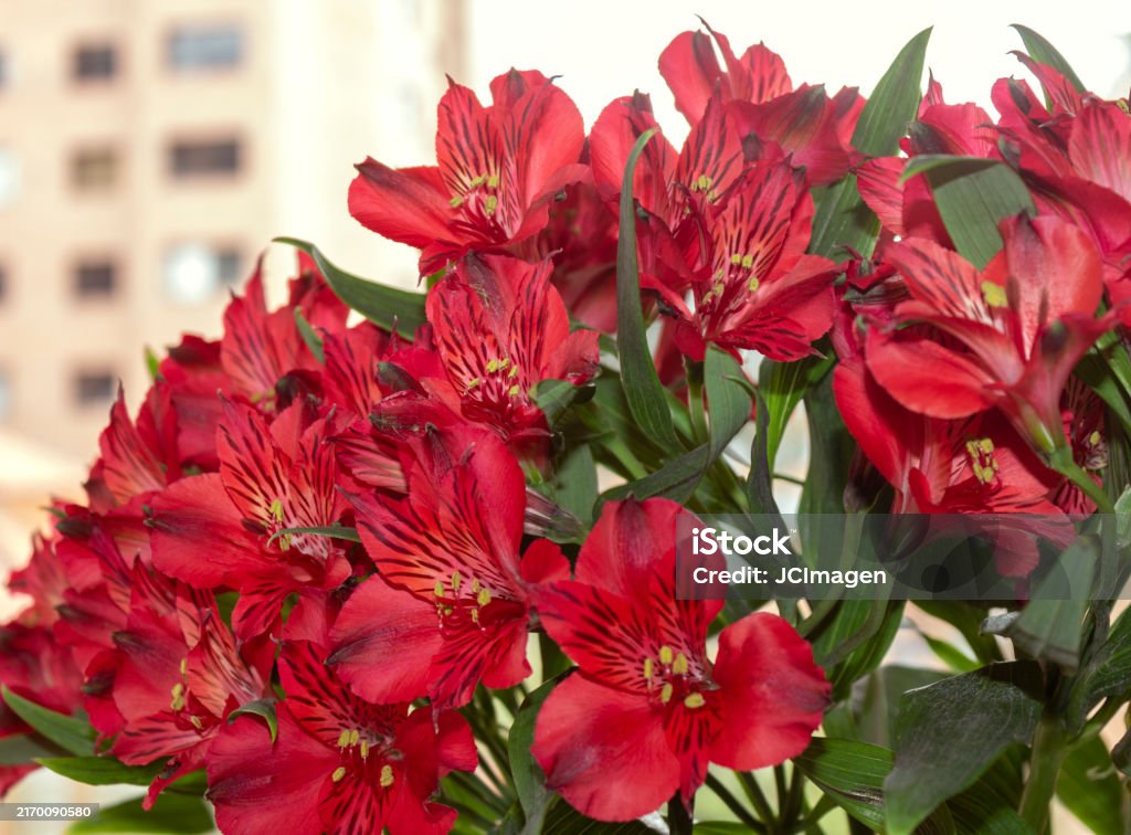 Alstroemeria bouquet Beautiful and huge red Alstroemeria flower arrangement Alstroemeria Stock Photo Alstroemeria bouquet Beautiful and huge red Alstroemeria flower arrangement Alstroemeria Stock Photo
