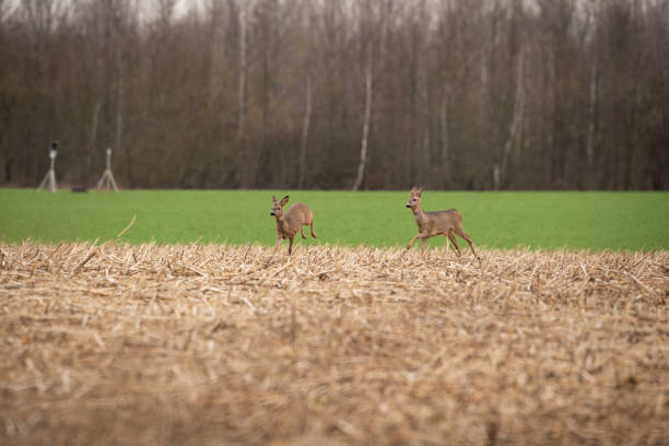 Wild roe deer in a field, spring time