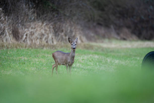 istock Roe deer searching for food in spring 2170094740