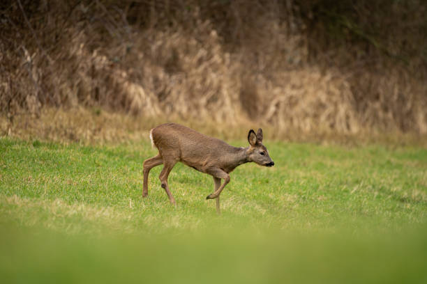 istock Roe deer searching for food in spring 2170094743