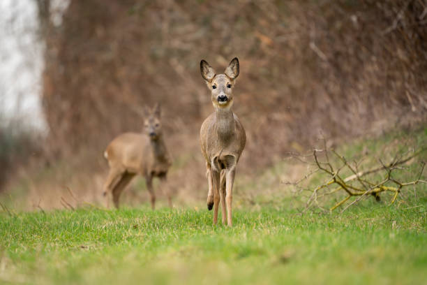 istock Roe deer searching for food in spring 2170094763