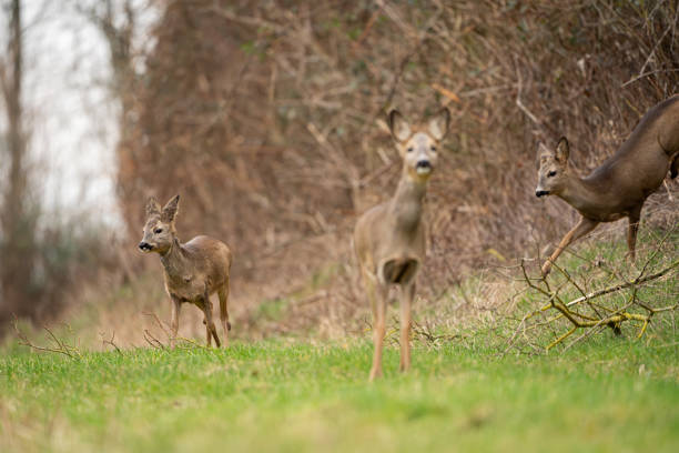 istock Roe deer searching for food in spring 2170094766