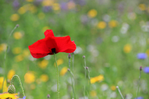 Flowers growing wild in meadow