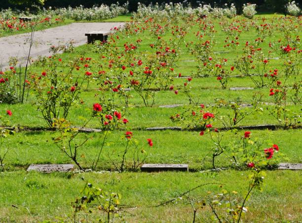 Cemetery Ohlsdorf in Hamburg