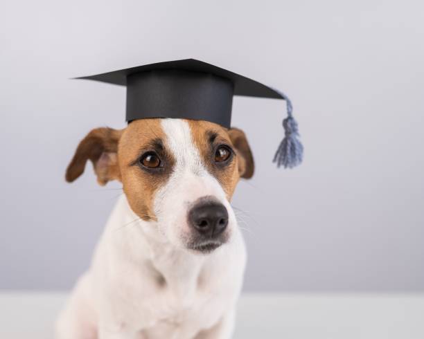 istock Cute dog jack russell terrier in an academic cap on a white background. 2170099364