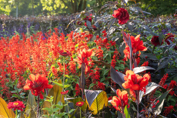 istock Red Autumn Flowers 2170099442