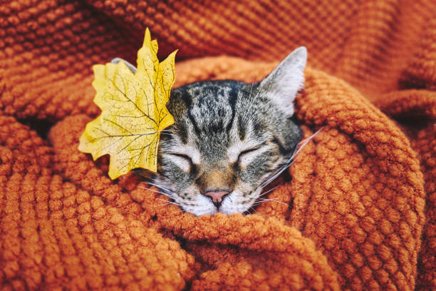 kucing kucing lucu tidur terbungkus selimut oranye wol. suasana musim gugur, suasana musim gugur. hari thanksgiving. - selimut seprai foto potret stok, foto, & gambar bebas royalti