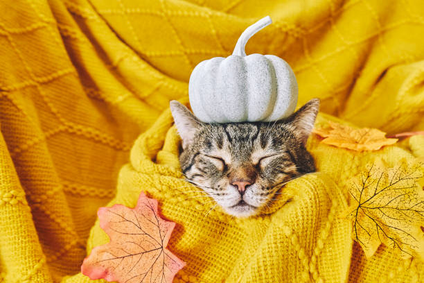 istock Cute tabby cat with small pumpkin on it's head sleeping wrapped in wool yellow blanket. Fall mood, autumn vibes. Thanksgiving day. 2170099602
