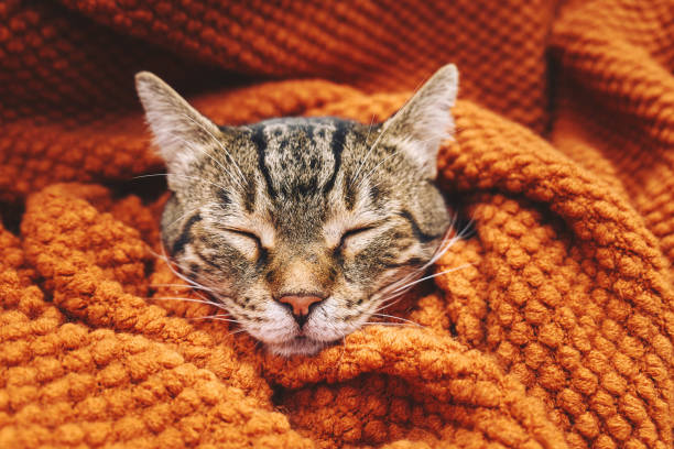 istock Cute tabby cat sleeping wrapped in wool orange blanket. Fall mood, autumn vibes. Thanksgiving day. 2170099603