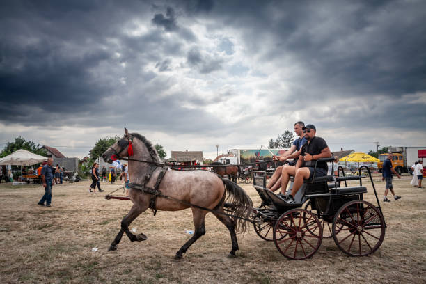 Ruma, Serbia - June 25, 2024: Picture of men driving a fiacre with grey horses in the Rumska Straparijada market, with a horse ready to pull a trunk. The scene takes place during a cultural event, where historical transportation methods are celebrated. The image showcases the enduring legacy of traditional Serbian customs and the significance of maintaining cultural heritage through such events. It provides a glimpse into the rural lifestyle and the community's efforts to preserve and honor their historical roots.