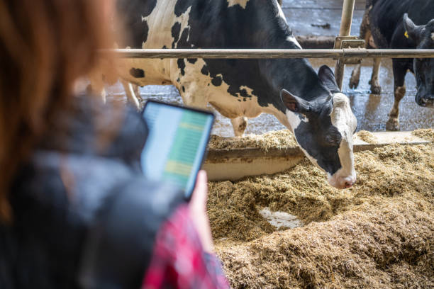 istock Modern Agriculture: Female Farmer with Tablet at Cow Farm 2170103270