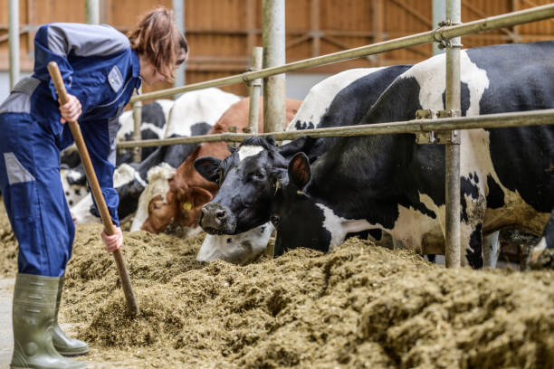 istock Caucasian Female Farmer Working in Cow Barn 2170103300