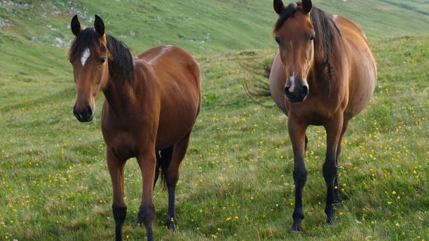 istock Two beautiful brown mares in the mountains in the pasture 2170103790