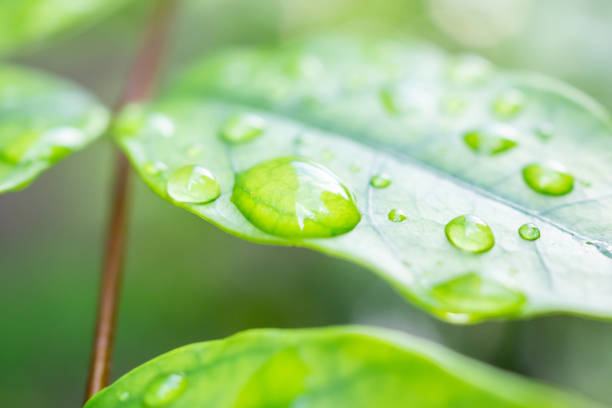 rain water drop on green leaf closeup natural background