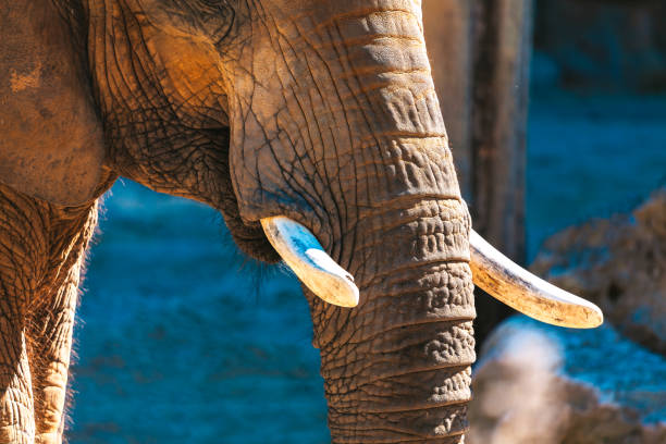 close-up of a pink Asian elephant