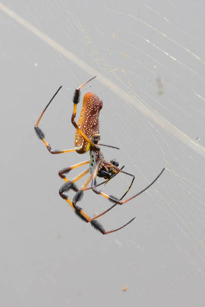 istock Golden Silk Orb-weaver 2170106201