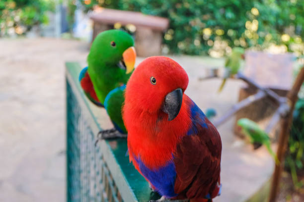 Close up view of Red Blue Nuri Bayan or Red Blua Eclectus parrot (Eclectus roratus) eating corn on tree at the zoo