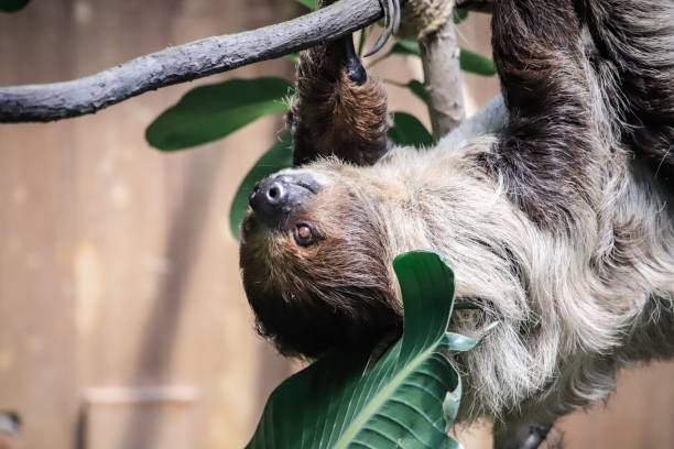 istock Close-Up View of a Relaxed Two-Toed Sloth Hanging Upside Down 2170109161